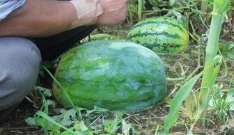 廊坊吃瓜事件网红叫什么,揭秘网红“瓜王”背后的故事