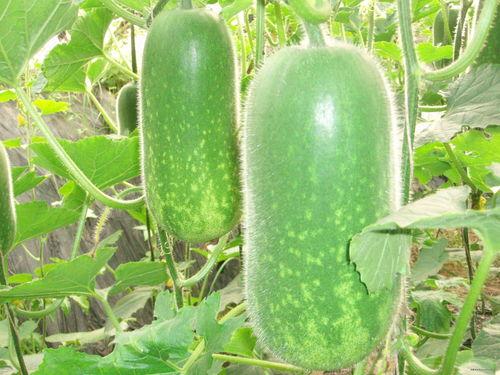 网红吃瓜微信号大全