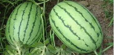 沭阳网红吃瓜事件真相