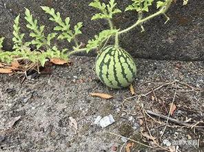 山东一个网红吃瓜是谁呀,揭秘网红背后的真相