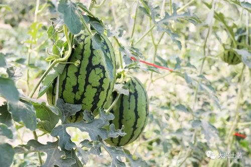 网红在线吃瓜意义,网红在线吃瓜现象解析