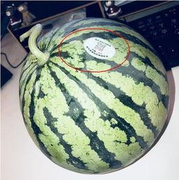 宁乡网红吃瓜,揭秘幕后故事与热门话题