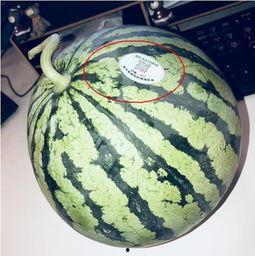 柳州网红吃瓜,揭秘网络红人的幕后故事