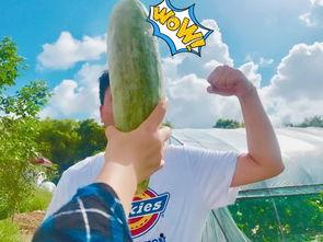 吃瓜的公众号网红,揭秘吃瓜界的明星达人