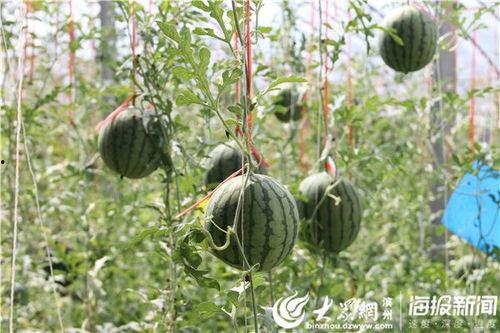 安国网红吃瓜事件视频